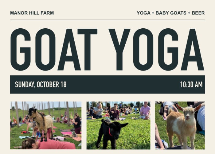 Goat Yoga at Manor Hill