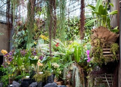 Orchids in the Wild at San Diego Botanic Garden