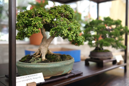 Bonsai Exhibit at Historic Michler's Greenhouses