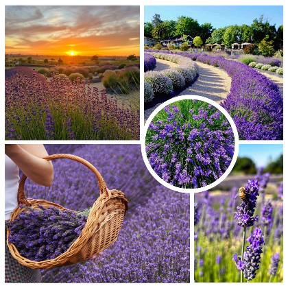 Lavender Bloom Fest including Lavender U-Cut Experience - Bees N Blooms