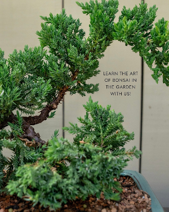 Bonsai Basics