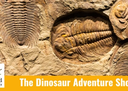 Unearth a Story with The Dinosaur Adventure Show