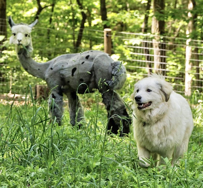 Fathers Day Brunch with Alpacas