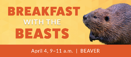 Breakfast with the Beasts: Beavers