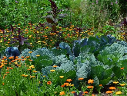 Master Gardeners: TBD