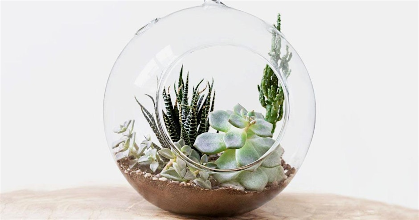 Terrarium Workshop and Tea Service