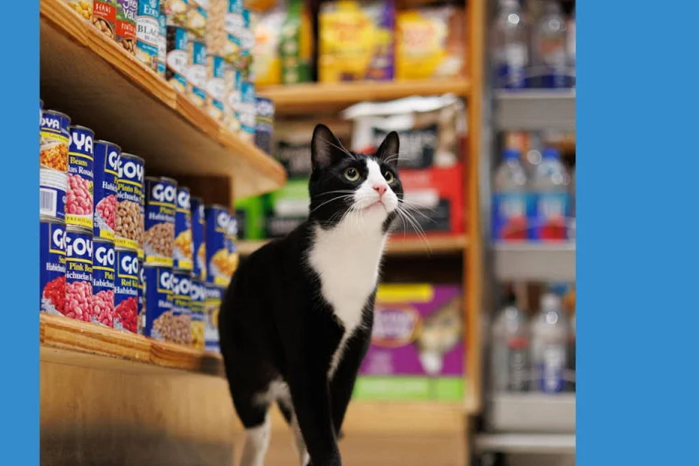 Bodega Cats of New York: Talk & Q&A