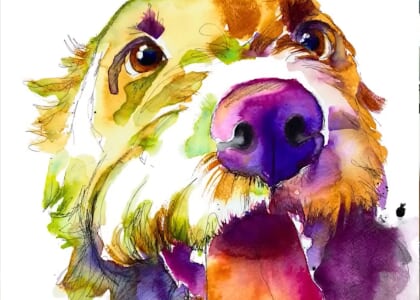 Paint Your Pet! Beginners