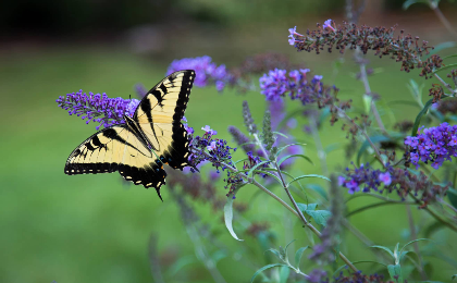 Butterfly Fest