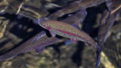 Fishes of the Southern Appalachians