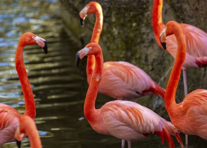 Conservation Connection: National Bird Day 2026