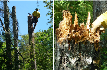 Mountain Region Snag Workshop