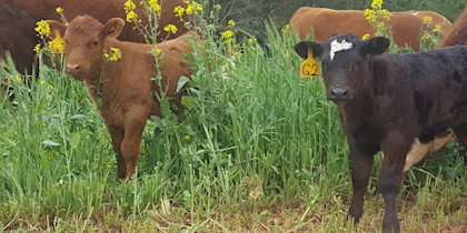 N.C. Cooperative Extension Cattle Reproduction Workshop