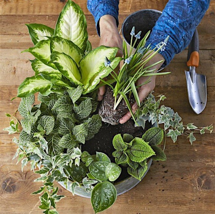 In The Garden: DIY Dish Gardens
