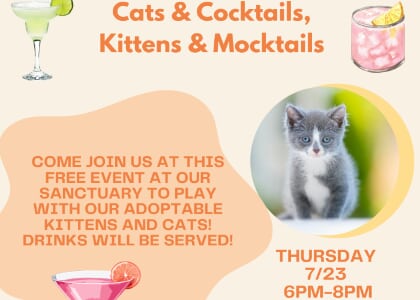 Cats and Cocktails Kitten and Mocktails