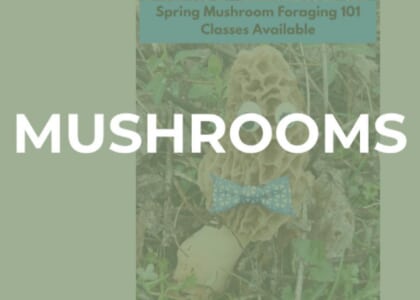 Mushroom Foraging 101