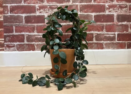 Hoya 101: Re-pot & Soil Mixing Class