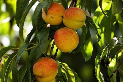 Think Green Thursday: Basics of Growing fruit Trees