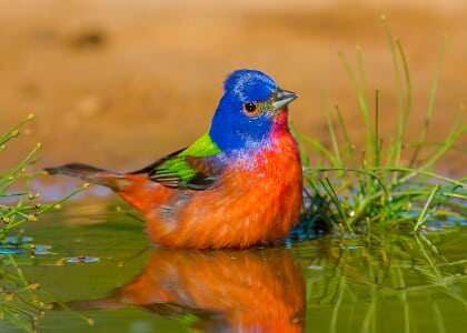 Let's Go Birding Together! A Pride Month Birding Tour