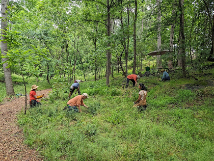 Stewardship Workday: Invasive Plant Removal at the Confluence!