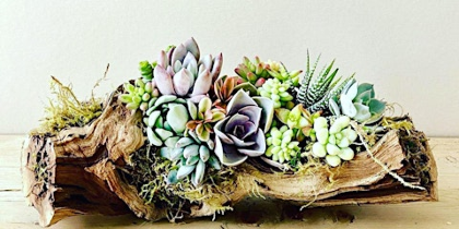 Living Succulent Driftwood Centerpiece Workshop