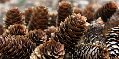 Coffee and Crafts: Natural Fire Starters