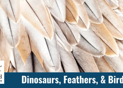 Unearth a Story: Dinosaurs, Feathers, & Birds