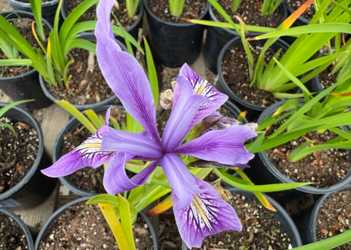 Watsonville Wetlands Watch Fall Native Plant Sale