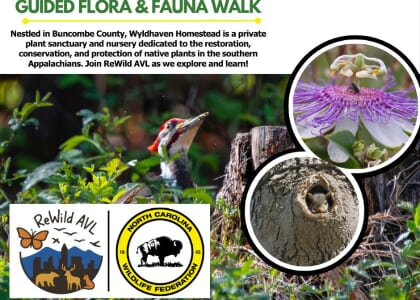 Guided Flora and Fauna Walk