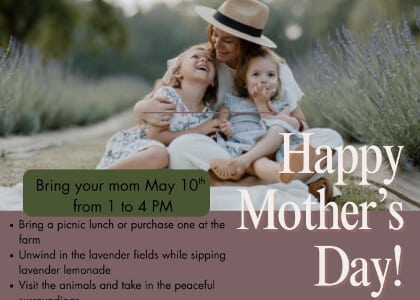 Mother's Day at Lazy Fox Lavender Farm