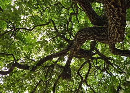 The Midweek Program: PLT Premiere, "Trees That Make Great Shade"