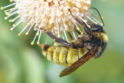 Summer Film Series: The Last Bumblebee