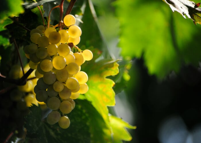 Guided Wine Tasting: American Wine Revolution