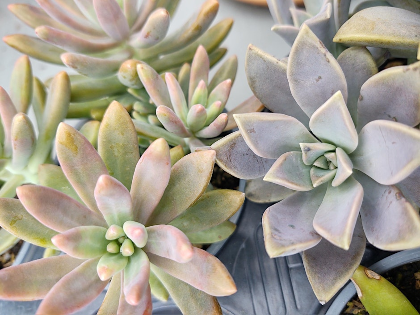 Kids Terrarium Workshop
