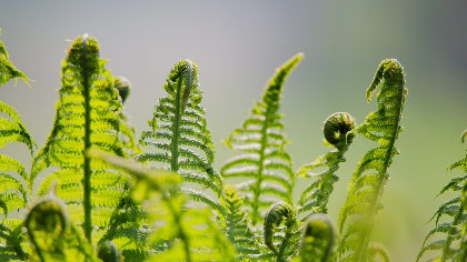 Ferns and Friends