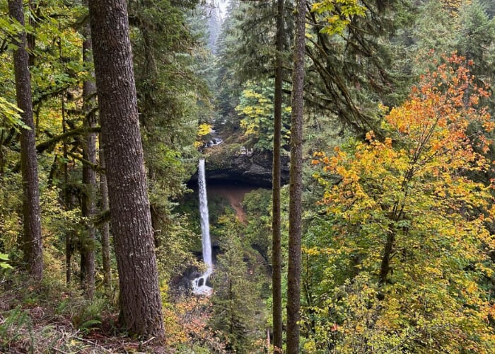 Flyer or photo for Silver Falls State Park Hike