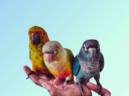 Animal Cafe: Up Close & Wild for Teens (Session #1)