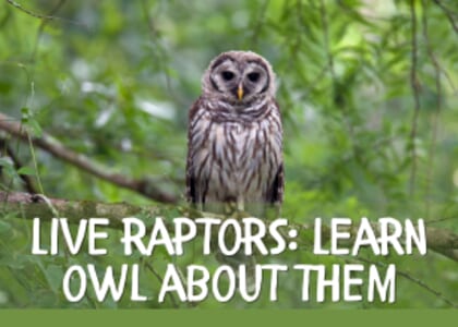 Live Raptors: Learn Owl About Them