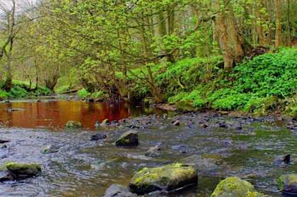 Digital Nature Journaling for Adults