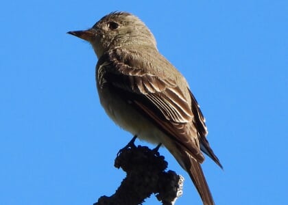 Glacier Way Bird Walk