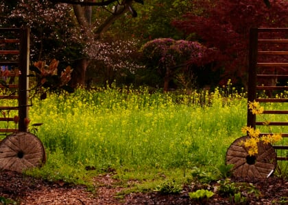 Evening Garden Stroll