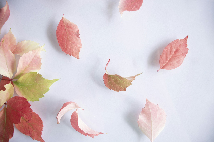 Colorful Falling Leaves | Produced by Storyteller Chuck Fink