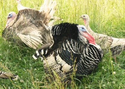 September | Grow Your Perspective: Tour an Organic, Regenerative Farm