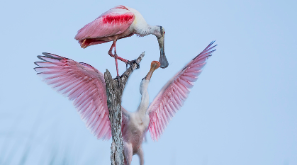 Bird and Wildlife Photography