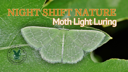 Night Shift Nature - Moth Light Luring