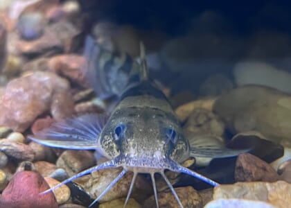 OPEN HOUSE - Yates Mill Aquatic Conservation Center