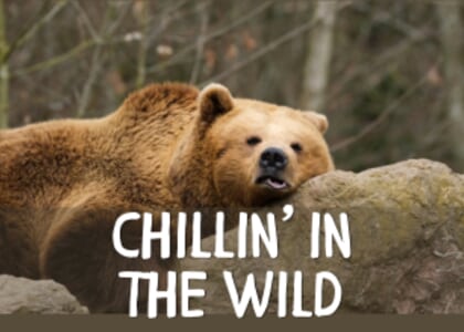 Chillin' in the Wild at Benjamin Branch