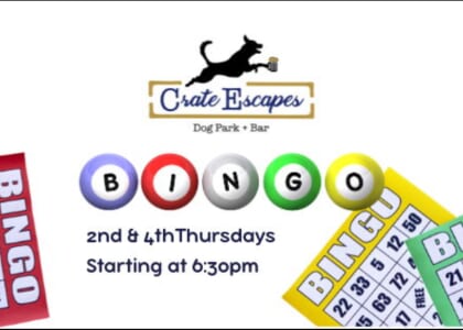 BINGO at the dog bar