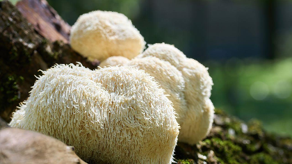 Bloomistry Wellness: Mushrooms 101