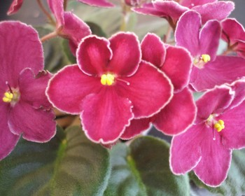First Austin African Violet Society Summer Exhibit and Plant Sale